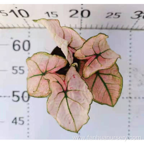 caladium hongmei with good price